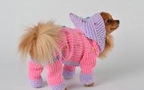 Pălărie tricotată pentru un câine Pălărie pentru un câine modele de tricotat cu instrucțiuni pas cu pas